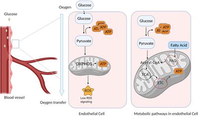 Hypoxia-Inducible Factor Regulates Endothelial Metabolism in Cardiovascular Disease